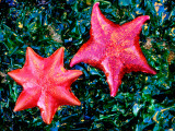 Bat Starfish at Low Tide Photographic Print by Douglas Steakley