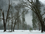 Arching Black Oaks Photographic Print by Douglas Steakley