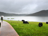Yaks Along Lake Photographic Print by Felix Hug
