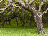 Oak Trees Photographic Print by Douglas Steakley