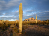 Saguaro Cacti (Carnegiea Gigantea) at Dawn, in Organ Pipe Cactus National Monument Lámina fotográfica por Feargus Cooney Saguaro Cacti (Carnegiea Gigantea) at Dawn, in Organ Pipe Cactus National Monument Lámina fotográfica por Feargus Cooney