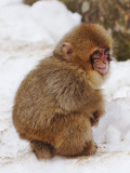 Baby Snow Monkey (Japanese Macaque) at Jigokudani Yaen-Koen Hot Spring Lámina fotográfica por Frank Carter