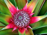 Young Pineapple Plant in Golf Dulce Area Photographie par Douglas Steakley