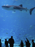 Large Whale Shark Swimming in Tank with People Below at Georgia Aquarium Photographie par Frank Carter
