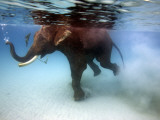 Elephant 'Rajes' Taking Swim in Sea Photographic Print by Johnny Haglund
