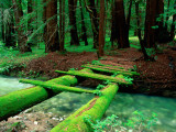Bridge Covered in Moss over Little Sur River Photographie par Douglas Steakley