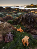 Starfish at Carmel Point at Low Tide Photographic Print by Douglas Steakley