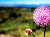 Wildflower Near Bariloche, Neuquen Photographie par Michael Taylor