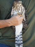 Prior to Release, Cooper's Hawk Is Displayed by Volunteer at Hawk Hill, Marin Headlands Fotografisk trykk av Judy Bellah Prior to Release, Cooper's Hawk Is Displayed by Volunteer at Hawk Hill, Marin Headlands Fotografisk trykk av Judy Bellah