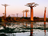 Baobab Trees (Adansonia Grandidieri Baobabs) Near Avenue Du Baobab Lámina fotográfica por Olivier Cirendini