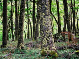 Lenga (Southern Beech) Forest, on Paine Circuit Trekking Route Photographie par Gareth McCormack