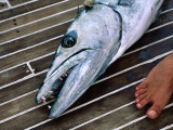 Barracuda Fishing in the Red Sea Off Dahlak Kebir Photographic Print by Frances Linzee Gordon