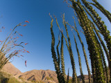 Ocotillo Cactus Photographic Print by Carol Polich
