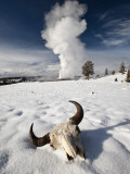 Buffalo Skull and Old Faithful Geyser Photographie par Douglas Steakley