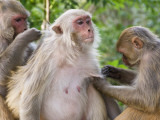 Macaques Monkeys (Rhesus Macaques) Grooming, Dhikala Photographie par Grant Dixon
