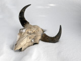 Buffalo Skull Photographie par Douglas Steakley