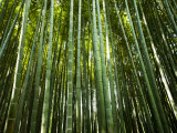 Bamboo Forest, Arashiyama-Sagano District Photographic Print by Greg Elms
