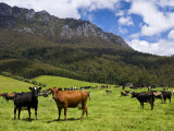 Cows in Lush Pastures and the Rocky Peak of Mt Roland Fotografie-Druck von Glenn Van Der Knijff