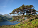 Scots Pines on Shore of Loch Hourn, Knoydart Peninsula Photographie par Feargus Cooney
