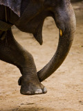 Elephant Forming Heart with His Trunk and Leg at Maesa Elephant Camp Photographie par Felix Hug