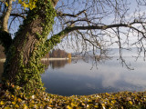 Tree on Shore of the Bodensee (Lake Constance) Photographic Print by Glenn Van Der Knijff
