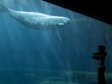 Boy Watching Beluga Whale at Vancouver Aquarium Photographie par Christopher Herwig