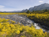 Landscape with Scotch Broom Growing in Abundance Photographie par John Elk III