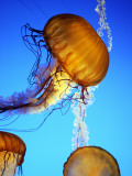 Jellyfish in Monterey Bay Aquarium Fotografie-Druck von Douglas Steakley