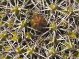Overhead of Flowering Cushion-Like Cactus, Upper Rio Colorado Valley Photographie par Grant Dixon