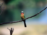 Little Bee Eater Sits on a Branch Lámina fotográfica por Frans Lemmens