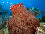 Potato Cod Photographic Print by Johnny Haglund