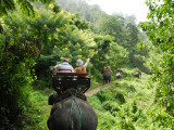 Tourists Riding Elephants Along a Chiang Mai Elephant Camp Trail Photographie par Felix Hug