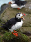Two Puffins on Bird Cliffs of Snaefellsnes Peninsula Photographic Print by Douglas Steakley