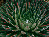 Giant Lobelia Detail Photographie par Grant Dixon