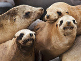 Leones marinos Lámina fotográfica por Douglas Steakley