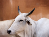 Sacred Cows Photographic Print by Guylain Doyle