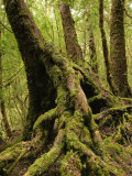 Mossy Roots of Myrtle Beech Tree, Mt Dundas Photographie par Grant Dixon