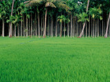 Rice Field with Betel Nut Trees in Background Photographic Print by Kevin Clogstoun