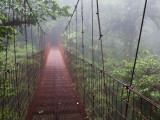 Cost Rica Monteverde Eco Tourism Canopy Walkway in Cloudfores Photographic Print by Christer Fredriksson