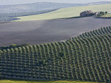Country House in Middle of Olive Fields Photographic Print by Diego Lezama
