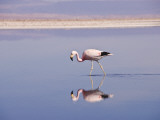 Andean Flamingo (Phoenicopterus Andinus) in Water Photographic Print by John Elk III