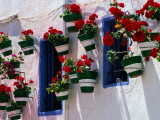 Green and White Plantpots Containing Red Geraniums Photographic Print by David Tomlinson
