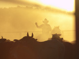 Man on Horse Working Cattle in Yards, Bullo River Station, Near Kununurra Fotografie-Druck von Michael Gebicki