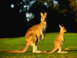 Kangaroo and Joey Photographie par John Banagan
