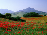 Rolling Hills with Poppies Near Olvera Photographic Print by David Tomlinson