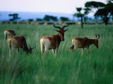 A Herd of Endemic and Endangered Swayne's Hartebeest Photographie par Frances Linzee Gordon
