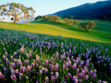 Carmel Valley in Spring Fotografie-Druck von Douglas Steakley