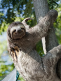 Sloth Living in Parque Centenario Fotografisk tryk af Margie Politzer Sloth Living in Parque Centenario Fotografisk tryk af Margie Politzer