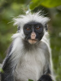 Young Zanzibar Colobus Monkey Photographic Print by Douglas Steakley