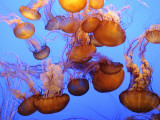 Jellyfish at the Monterey Bay Aquarium Fotografie-Druck von Douglas Steakley